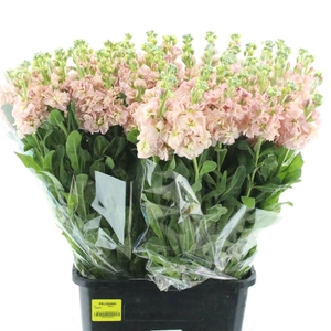 Matth Incana Iron Apricot Extra