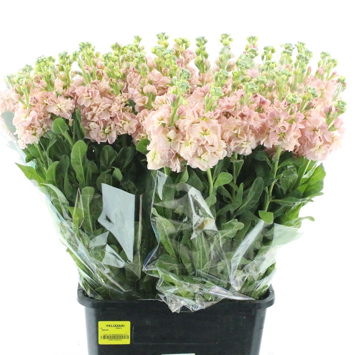 <h4>Matth Incana Iron Apricot</h4>