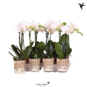 Kolibri Orchids Phalaenopsis White 1 spike