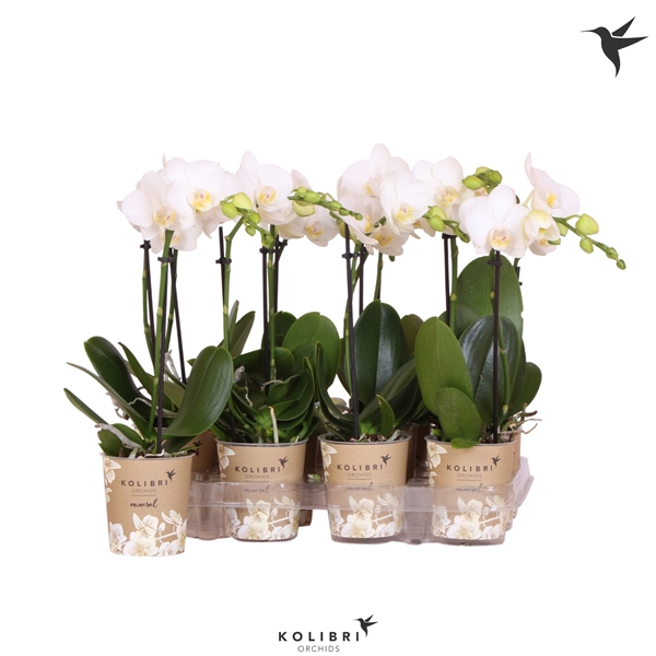 <h4>Kolibri Orchids Phalaenopsis Amabilis 1 spike</h4>