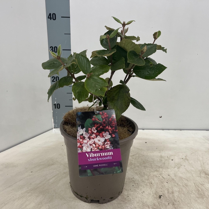 Viburnum burkwoodii Anne Russell