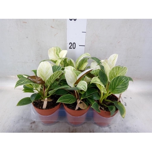 Philodendron  'Birkin'