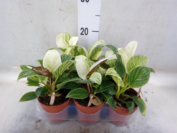 <h4>Philodendron 'Birkin'</h4>