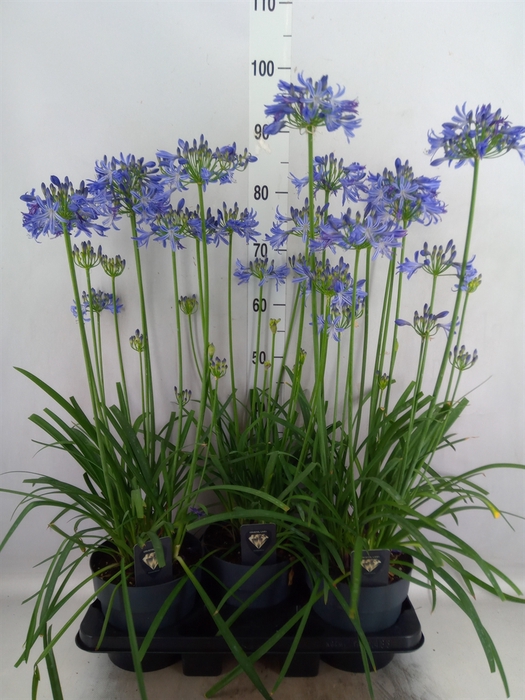 Agapanthus TR 'Donau'