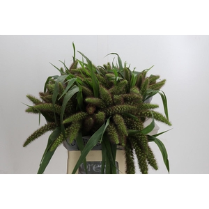 Setaria Italica Red Jewel