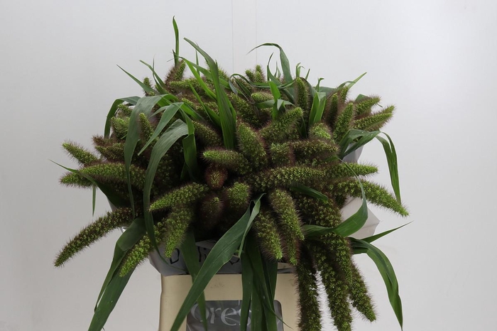 Setaria Italica Red Jewel