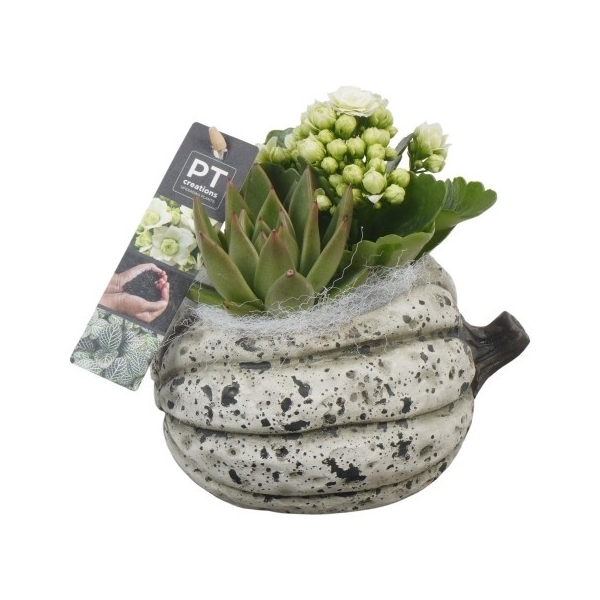 <h4>PTHI5489 Arrangement Herfst Indoor in beton pot</h4>