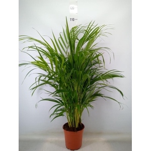 Dypsis lutescens   ...Chrysalidoca