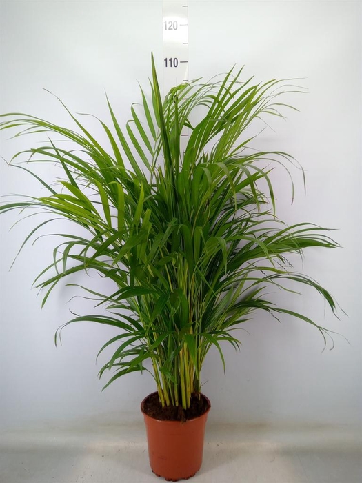 <h4>Dypsis lutescens ...Chrysalidoca</h4>