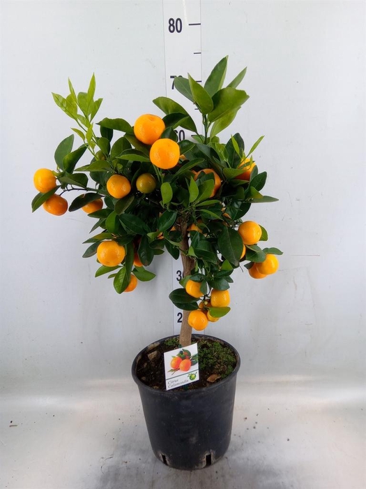 <h4>Citrus   ...</h4>