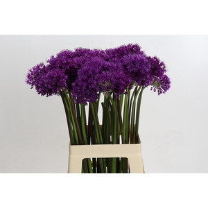 Allium Purple Sensation