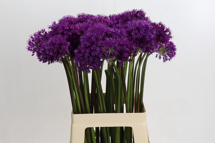 Allium Purple Sensation