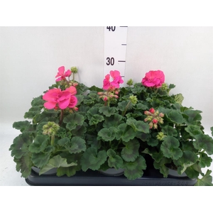 Pelargonium zona.   ...F1