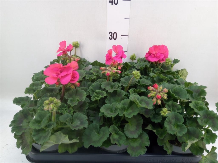 <h4>Pelargonium zona.   ...F1</h4>