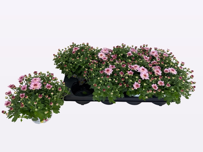 <h4>CHRY FLAIR PINK</h4>