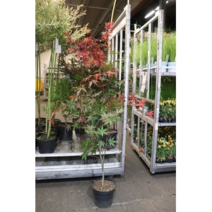 Acer Pa Bloodgood