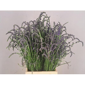 Lavendel Vers Bs (200 Gram)