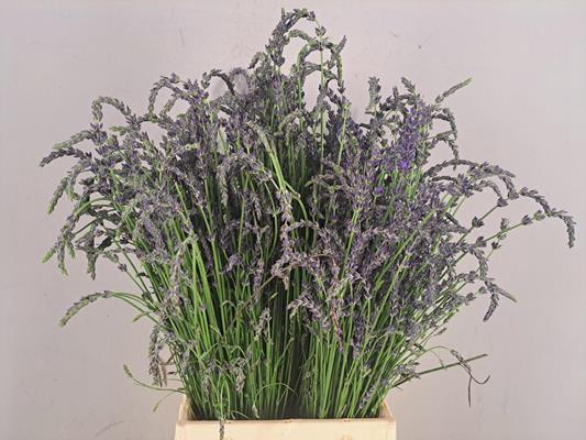 Lavendel Vers Bs (200 Gram)