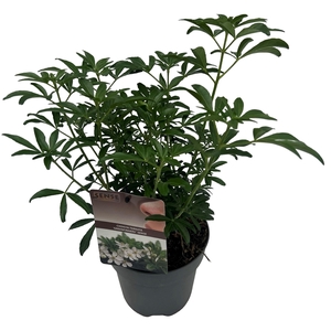 Choisya tern. 'Greenfingers'® sense C2