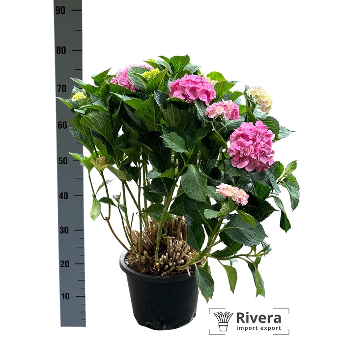 <h4>Hydrangea macrophylla 'Rosita'</h4>