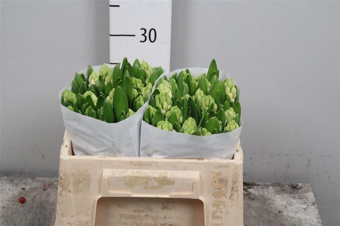 <h4>Hyac Antarctica</h4>