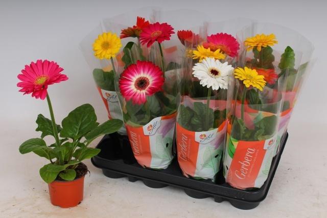 <h4>GER COLOURGAME GEM</h4>