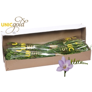 UG Barendse - Blue Moon 5x20 in box