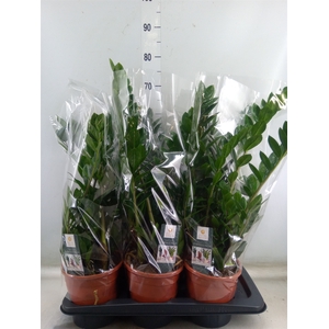 Zamioculcas zamiifolia