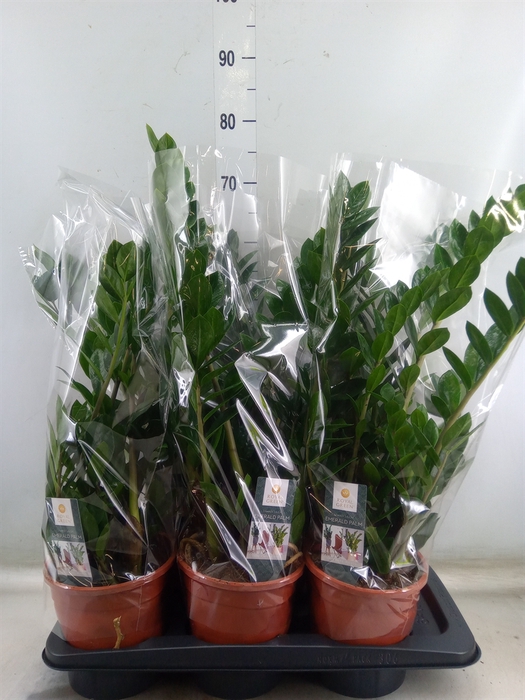 <h4>Zamioculcas zamiifolia</h4>