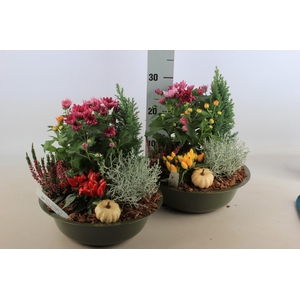 ARR TUINPLANTEN