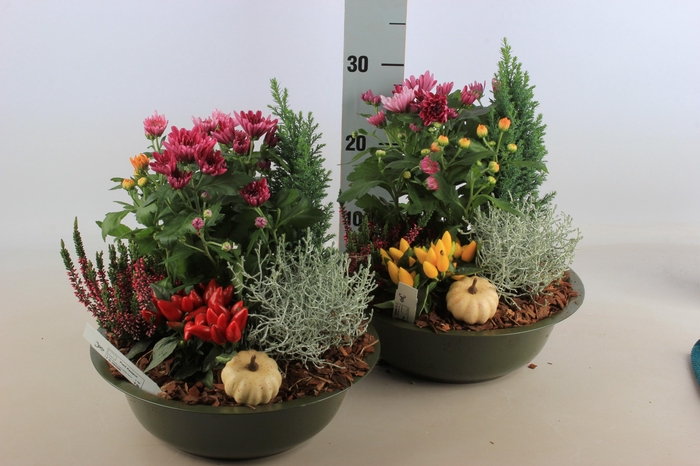 <h4>ARR TUINPLANTEN</h4>