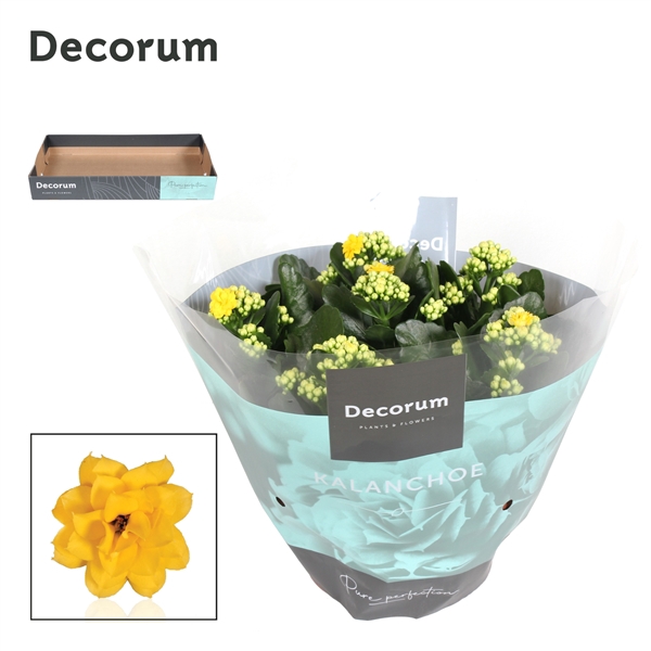 <h4>Kalanchoe Decorum - Yellow</h4>