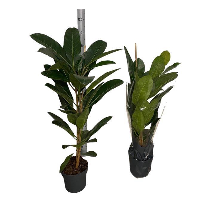 <h4>Ficus benghalensis Roy 21Ø 90cm 2pp</h4>