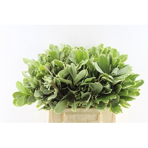 Pittosporum Ilan