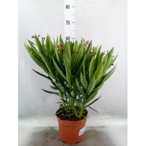 Nerium oleander   ...