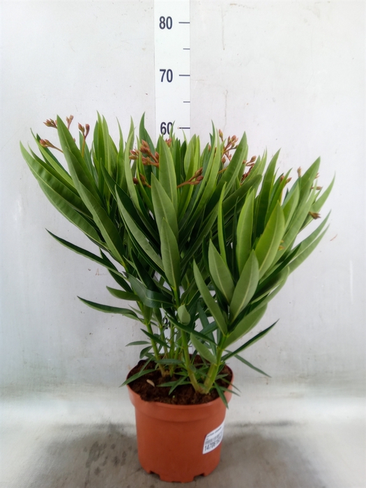 <h4>Nerium oleander   ...</h4>