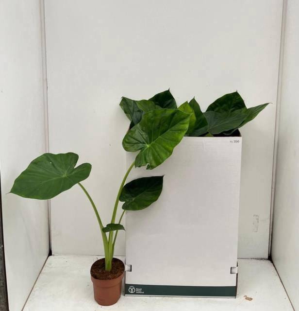 <h4>ALOC MACRORRHIZOS</h4>