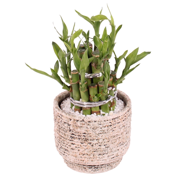 <h4>Lucky Bamboo Shape Round 2B Ø11cm Ceramic NT567</h4>