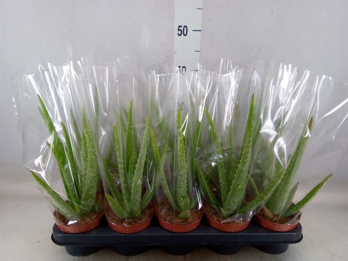 <h4>Aloe vera</h4>