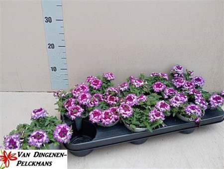 <h4>Verbena Ma Magic Purple</h4>