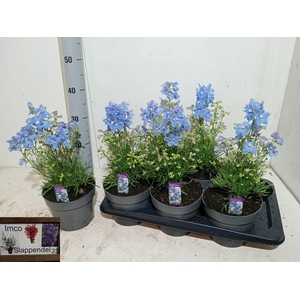 DELP GRANDIFLORUM