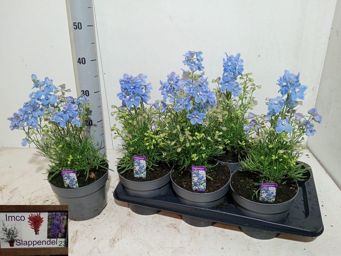 <h4>DELP GRANDIFLORUM</h4>