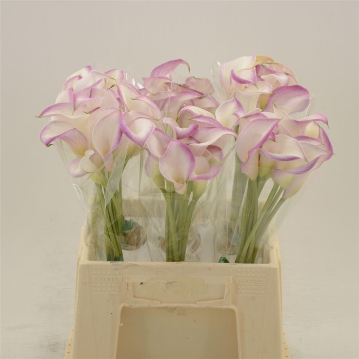 <h4>Calla Call Mario</h4>