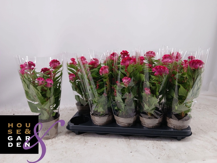 <h4>CEL CR TWIST PINK</h4>