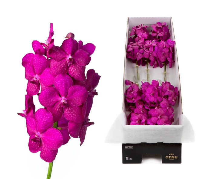 <h4>Vanda Tayanee Cerise</h4>