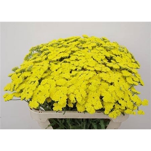 Achillea Moonshine