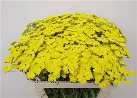 <h4>Achillea Moonshine</h4>