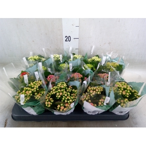 Kalanchoe blos. 'RosDon Collection'