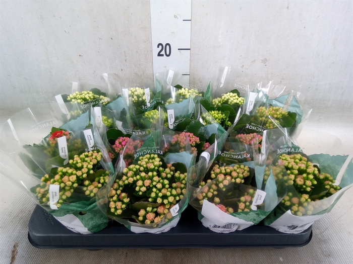 <h4>Kalanchoe blos. 'RosDon Collection'</h4>