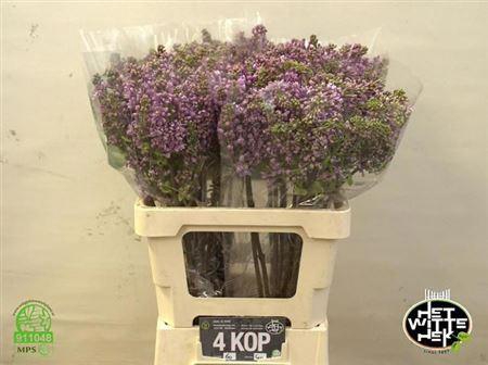 <h4>Syr V Dark Koster 60cm 4+</h4>